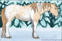 Horse Color:Gold Champagne Roan Dun Splash Tobiano Frame Appaloosa Rabicano