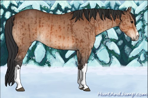 Horse Color:Bay  and Bay 