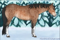 Horse Color:Bay  and Bay 