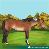 Horse Color:Bay and Bay Tobiano
