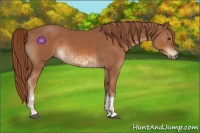 Horse Color:Chestnut  and Chestnut 