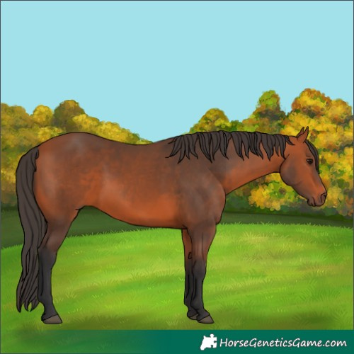 Horse Color:Bay 