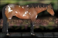 Horse Color:White Spotted Bay Sabino Rabicano 