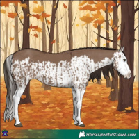 Horse Color:Liver Red Dun Splash  and Liver Red Dun Splash 