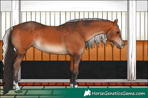 Horse Color:Bay  and Silver Bay 