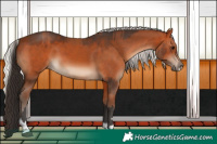 Horse Color:Bay  and Silver Bay 