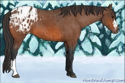 Horse Color:Bay Appaloosa  and Bay Appaloosa 