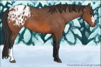 Horse Color:Bay Appaloosa  and Bay Appaloosa 