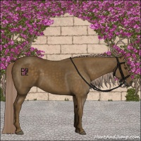 Horse Color:Chocolate Palomino 