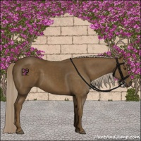 Horse Color:Chocolate Palomino 