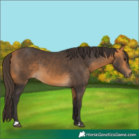 Horse Color:Buckskin