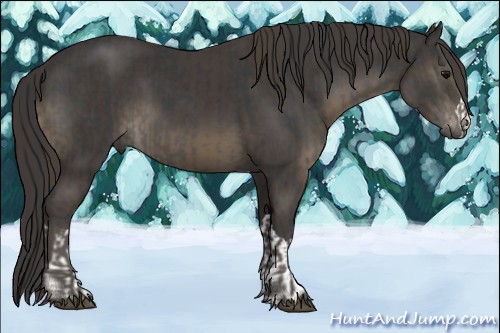 Horse Color:Black  and Smoky Black 