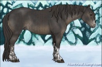 Horse Color:Black  and Smoky Black 