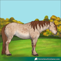Horse Color:Red Dun  and Red Dun 