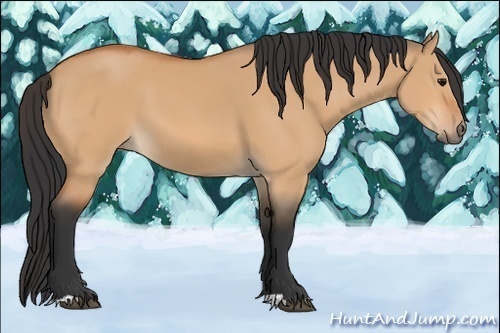 Horse Color:Bay Dun 