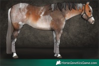 Horse Color:Bay Roan Tobiano and White Spotted Bay