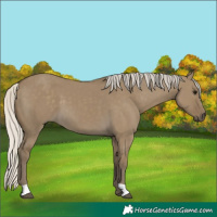 Horse Color:Silver Smoky Grullo 