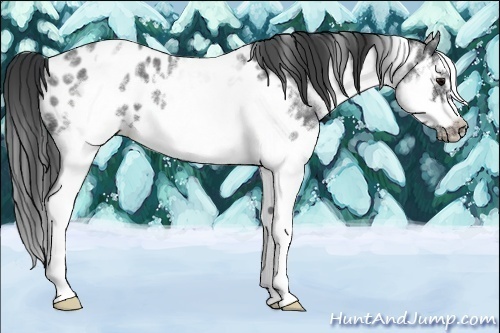 Horse Color:White Spotted Blue Roan Splash Frame Appaloosa 