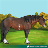 Horse Color:Brown Sabino