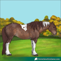 Horse Color:Chocolate Brown Tobiano Rabicano 