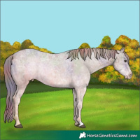 Horse Color:Nacre Liver Chestnut Ice Appaloosa