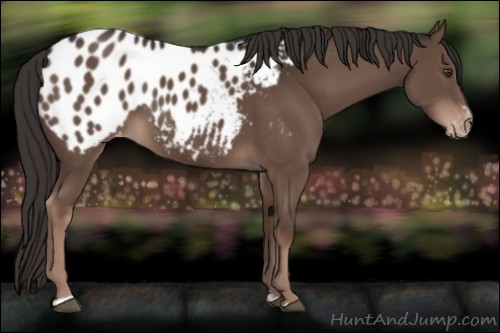 Horse Color:Liver Chestnut Sabino Appaloosa Rabicano 