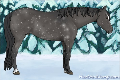 Horse Color:Black Sabino 