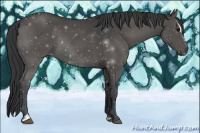 Horse Color:Black Sabino 