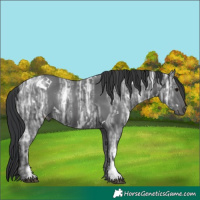 Horse Color:White Spotted Black Ice 
