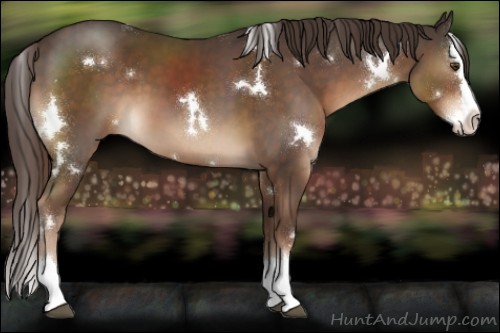 Horse Color:White Spotted Liver Chestnut Splash 
