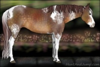 Horse Color:White Spotted Chocolate Buckskin Splash Tobiano 