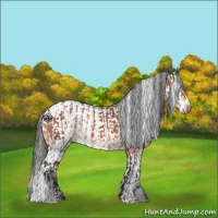 Horse Color:Bay  and Bay Appaloosa 