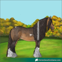 Horse Color:Buckskin Tobiano 