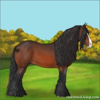 Horse Color:Bay Splash 