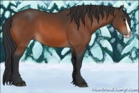 Horse Color:Bay Splash 