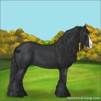 Horse Color:Black Splash 