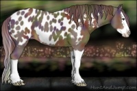 Horse Color:Nacre Liver Chestnut Sabino Splash Appaloosa 