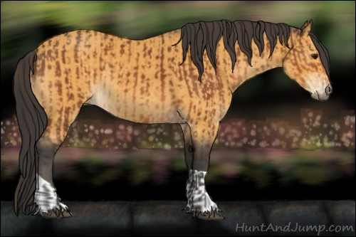 Horse Color:Bay and Buckskin