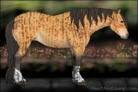 Horse Color:Bay  and Buckskin 