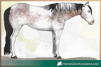 Horse Color:White Spotted Brown Ice Tobiano Rabicano