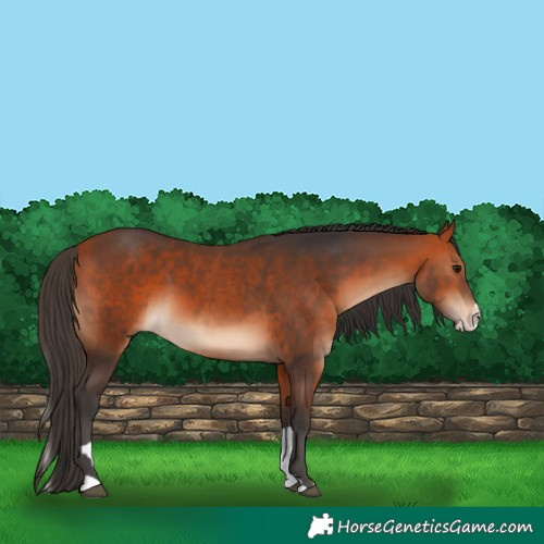 Horse Color:Bay and Bay Splash