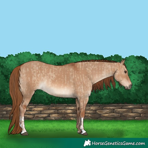 Horse Color:Red Dun  and Red Dun 