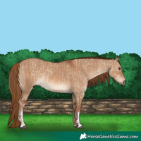 Horse Color:Red Dun  and Red Dun 