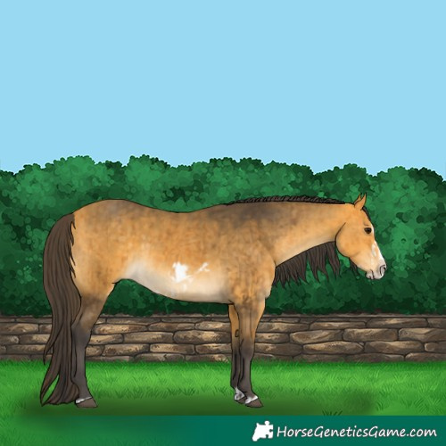 Horse Color:Buckskin Frame  and Buckskin Splash Frame 