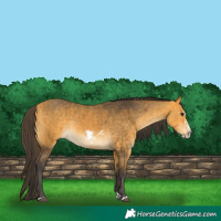 Horse Color:Buckskin Frame  and Buckskin Splash Frame 