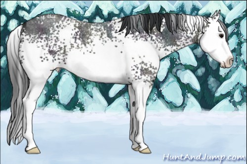 Horse Color:White Spotted Midnight Brown Ice Roan Splash 