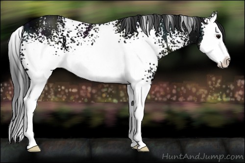 Horse Color:White Spotted Midnight Brown Ice Sabino Splash 