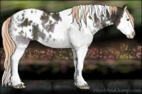 Horse Color:White Spotted Midnight Liver Chestnut Ice Pearl Splash Appaloosa Rabicano 