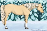 Horse Color:Palomino Roan Dun Tobiano