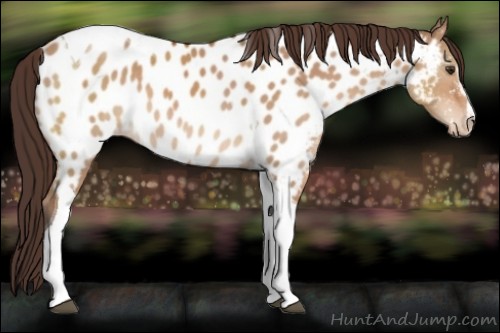 Horse Color:Bay Dun Sabino Tobiano Near Leopard